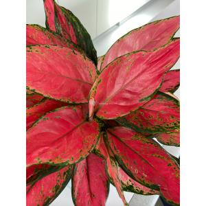 Aglaonema Cherry Baby 45 cm kamerplant